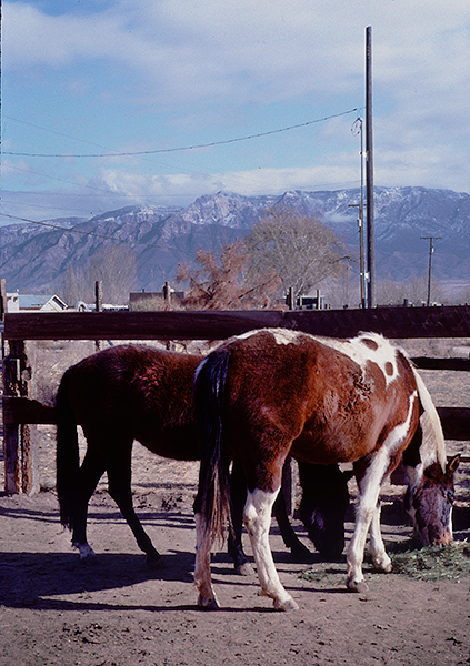 Corralles Horses