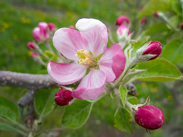 Fruit Blossom