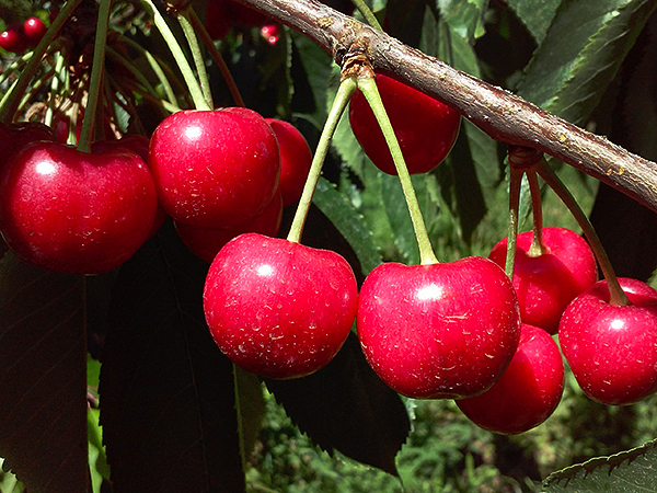 Gorge cherries