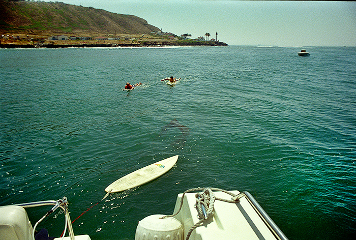 Mike-Bruce Dolphin Tanks